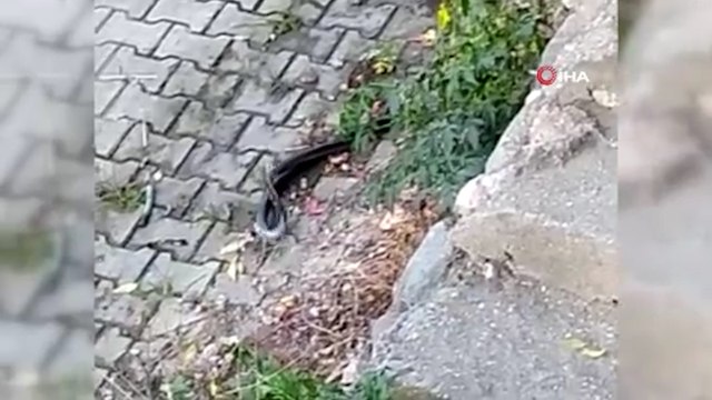 Hatay'da yılanların dansı