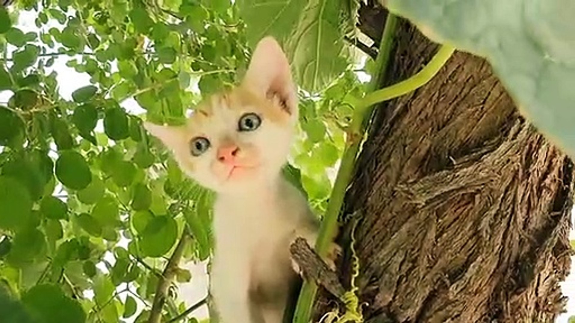 Startled Cats Compilation - Dailymotion Video