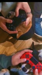 Si Kucing Dan Si Anjing Paling Lucu part1