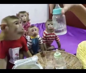 How To Make Fun With Monkeys - Everyday Monkey Funny Videos 2022