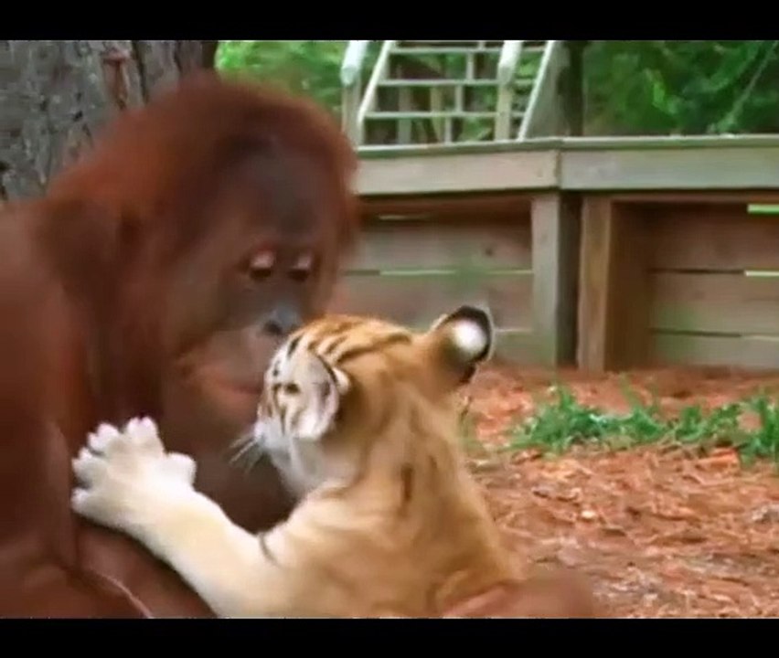 Orangutan Babysits Tiger Cubs  2022