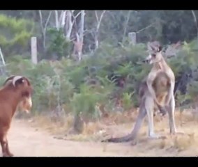 Kangaroo fighting with an unusual partner...2022