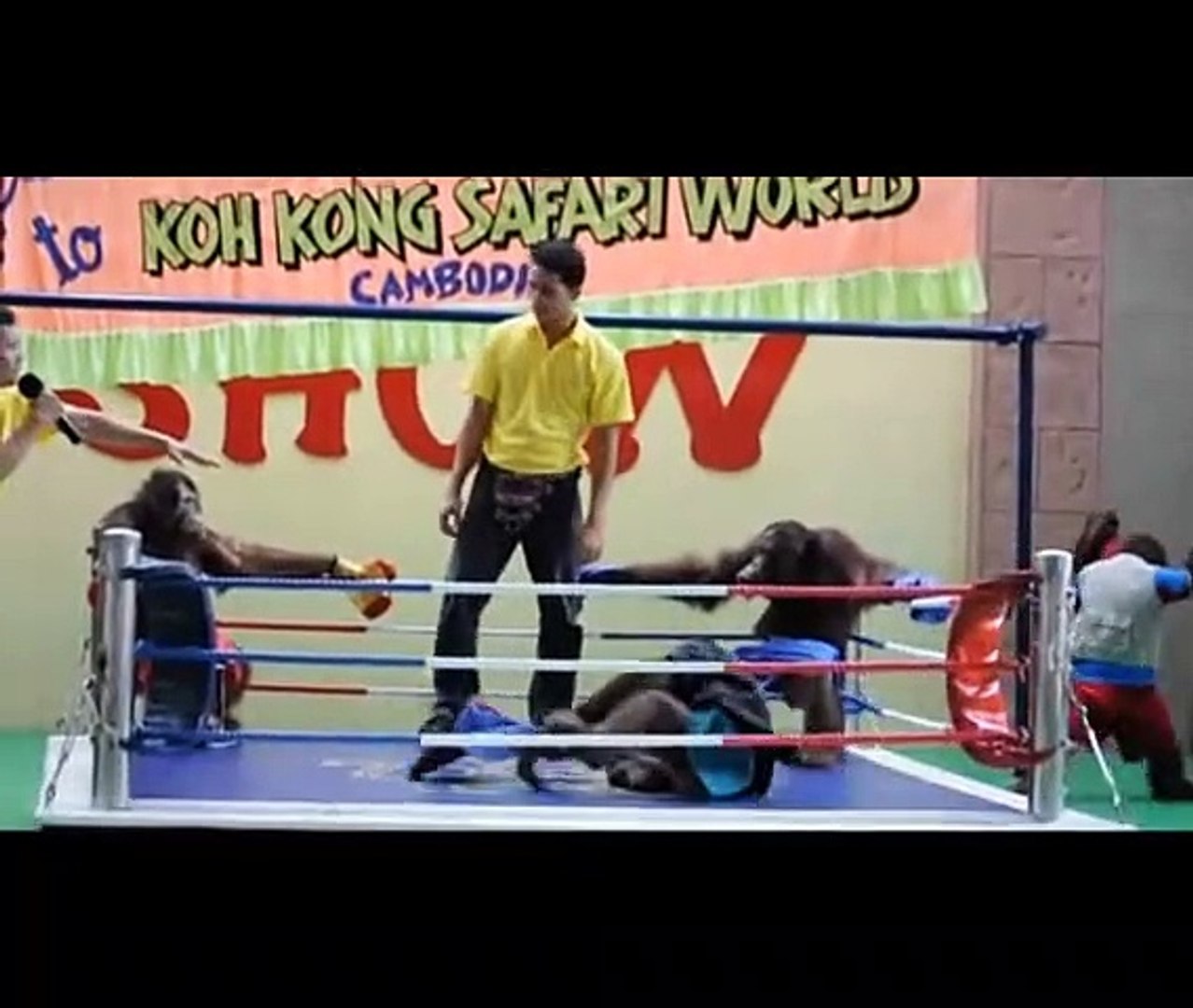 Orangutan Boxing 2022