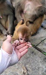 Little monkey is so cute  20