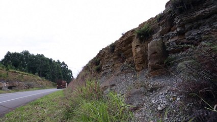 Descubren en Brasil un bosque de 290 millones de años