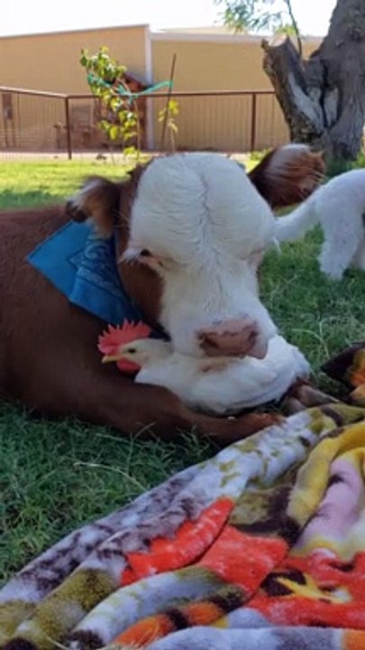 Unlikely Friends Embrace at Animal Sanctuary