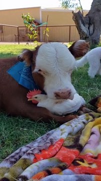 Unlikely Friends Embrace at Animal Sanctuary