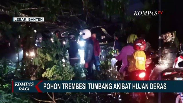 Hujan Deras Disertai Angin Kencang, Pohon Trembesi Tumbang dan Sebabkan Macet Panjang!