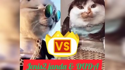 JENIS JENIS JANDA DAN DUDA || FUNNY CAT