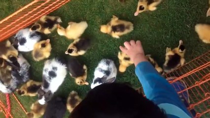 anak ayam lucu-lucu dengan segala tingkah lakunya