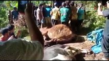 Wabah PMK Melonjak, Warga Ponorogo Kewalahan Kubur Bangkai Sapi