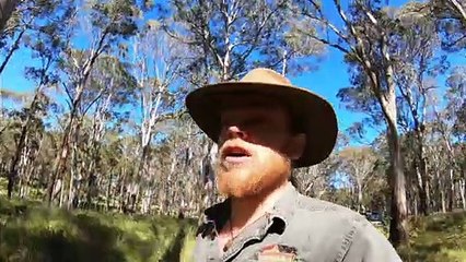 Aussie Ark find great gliders in nest boxes