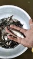 Chital || Chital fish seeds || kolkata fish seeds || #fishseeds || dailymotion