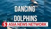 Vietnam News | Dancing Dolphins