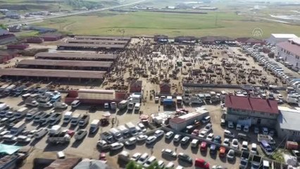 Aylardır özenle bakılan kurbanlıklar pazara indi