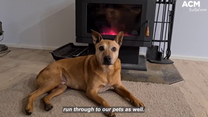 How to keep your pets safe from the cold weather | June 21, 2022 | ACM