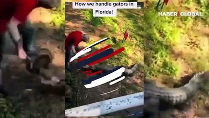 Timsahı kızartma tavasıyla böyle kovaladı!