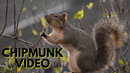 Chipmunk For Pet | Chirping Chipmunk Video By Kingdom Of Awais