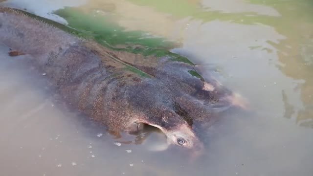 Encuentran en Camboya un ejemplar de manta raya de 300 kilos de peso