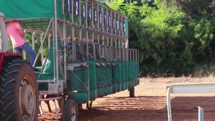 الجميع خاسرون في سباق الخيول بلبنان.. لماذا؟