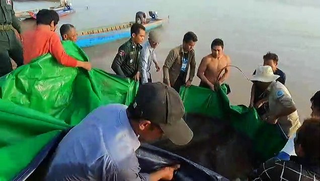 كمبودي استخرج من نهر الميكونغ سمكة تزن 300 كيلوغرام هي الأكبر يتم اصطيادها من المياه العذبة