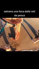 See how a  seal was saved from fishing nets 