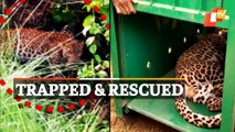 Leopard Trapped In Poachers Net; Rescued