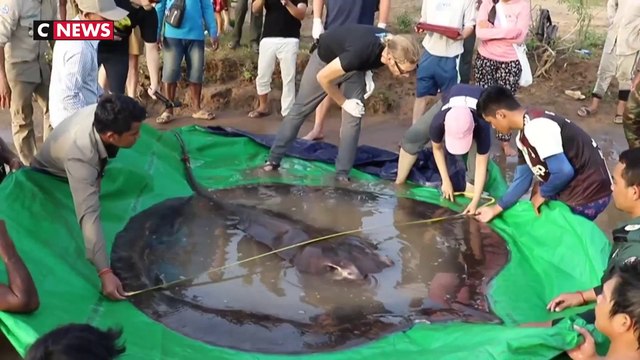 Cambodge : le plus gros poisson d’eau douce jamais pêché