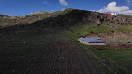 Zabıta memuru bin 500 goji berry fidesini toprakla buluşturdu