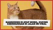 Nangkring di Atap Mobil, Potret Kucing Kebingungan di Jalan Ini Viral