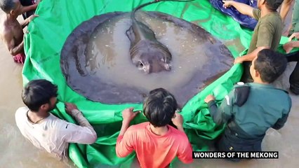 Cambodge: un pêcheur capture une raie géante de 300 kg