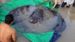 Le plus gros poisson d'eau douce jamais capturé, une raie de 300 kg, pêché au Cambodge