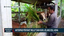 Peraturan MUI saat Idul Adha Semakin Dekat, Wabah PMK Semakin Timbulkan Keresahan