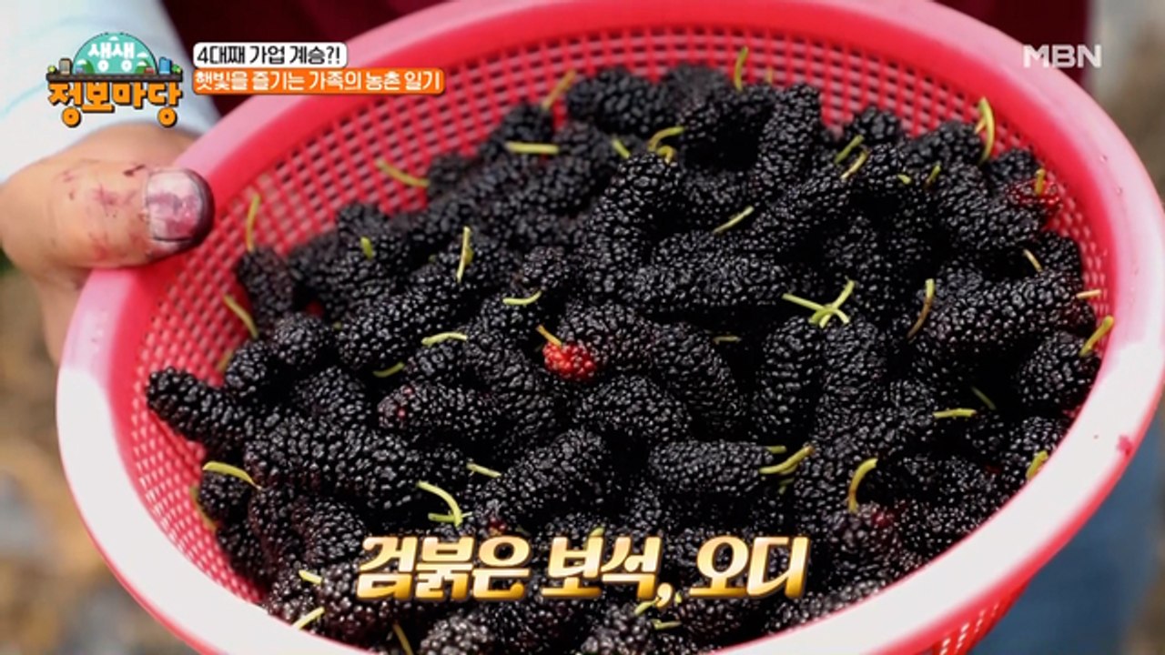 4대째 대대로 오디 농사 재배!? 그런 농부 오디~?