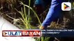Rice Tariffication Law, posibleng muling pag-aralan ng Marcos administration