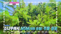 향이 강한 식재료 속 관절 건강을 돕는 성분 『MSM』 TV CHOSUN 220621 방송