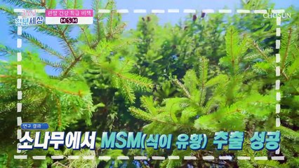 향이 강한 식재료 속 관절 건강을 돕는 성분 『MSM』 TV CHOSUN 220621 방송