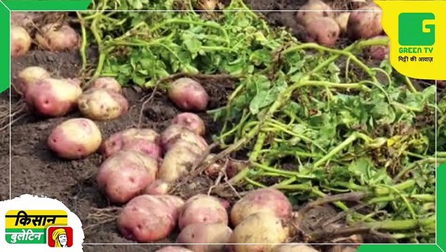 Kisan Bulletin - सीपीआरआई शिमला ने ईजाद की आलू की तीन नई किस्में, गेहूं-धान की फसल अवधि के बीच उगा सकेंगे किसान