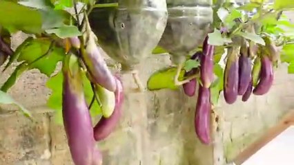 Cara menanam Tanaman terong ditempat minimalis hasilnya melimpah