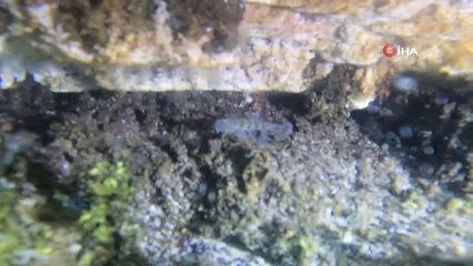 Van Gölü küçük mercan balığı sık sık görüntülenmeye başlandı