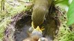 'Two-day-old baby birds get fed some fun food by mom '