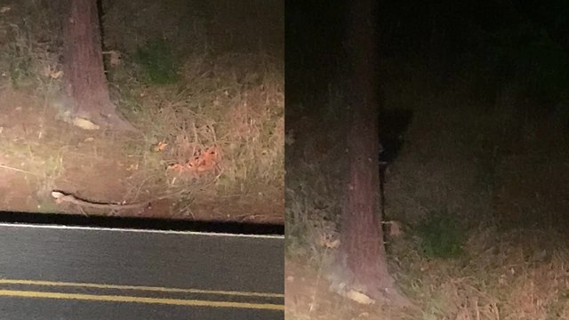 'Woman & granddaughter spot 'mysterious' creature lurking behind a tree outside their house '