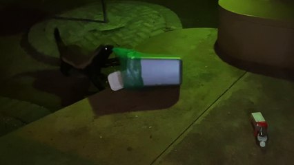 'Aggressive honey badger barges into a rest camp to steal a trash can!'