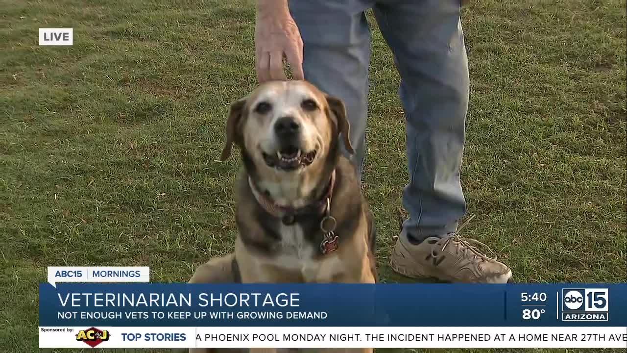 Veterinarian shortage leaving clinics busy, pet owners waiting