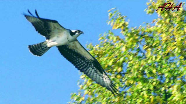 Saif Malook , Ik Din Karan Shikar Shikari By Akhmed Sayeen Bewali