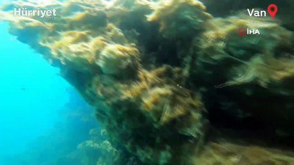 Van Gölü'ndeki yeni tür balığın büyük hali şaşırttı