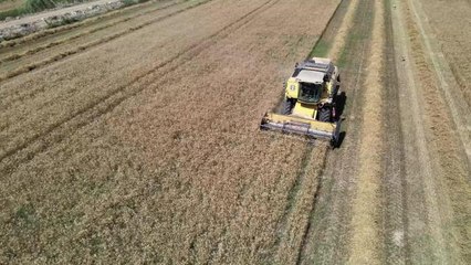 Başkan Atay'dan buğday hasadı