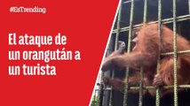 Orangután ataca a un turista que quería grabar un video para TikTok
