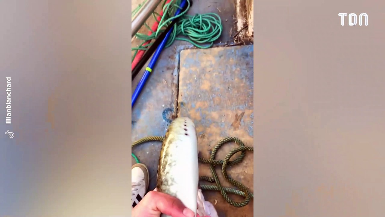 Cet étrange poisson va vous terrifier