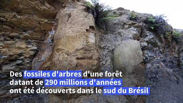 Brésil: découverte de fossiles d'une forêt de 290 millions d'années